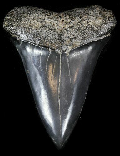 Large Fossil Mako Shark Tooth - Georgia #31623